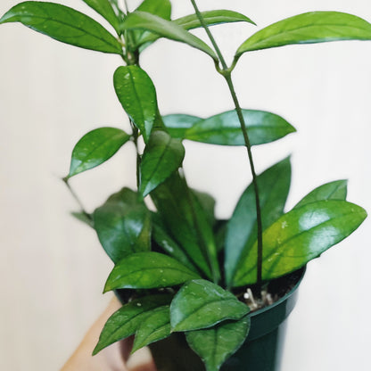 Hoya Crassipetiolata 4" Pot