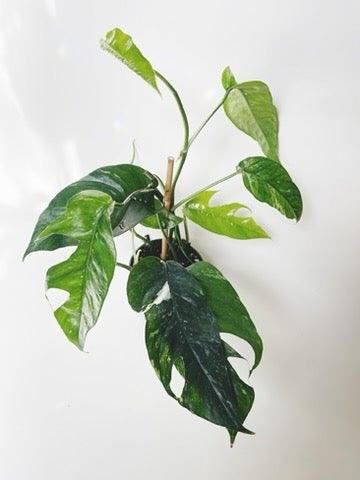 Epipremnum Pinnatum Albo Variegata 4.5” Pot