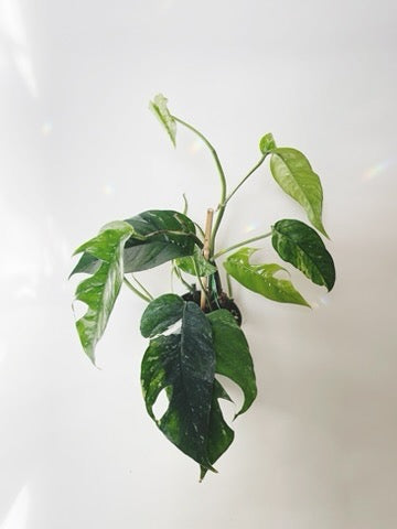 Epipremnum Pinnatum Albo Variegata 4.5” Pot