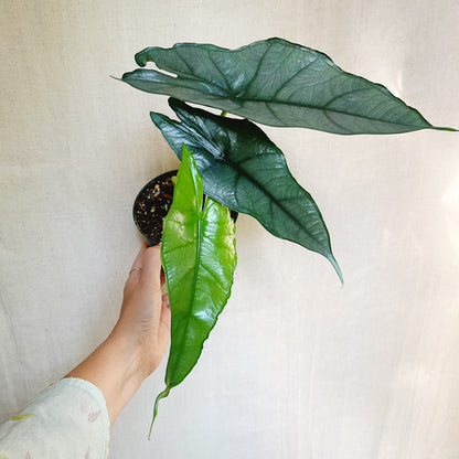 Alocasia Heterophylla Dragons Breath 4.5" Pot