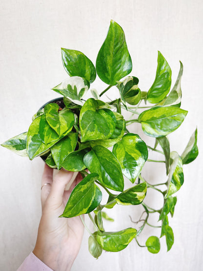 Lizard Queen Pothos 4" Pot