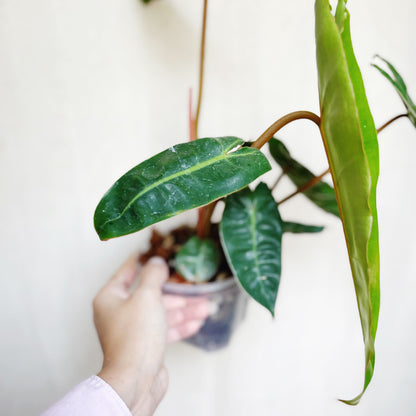 Philodendron Billietiae