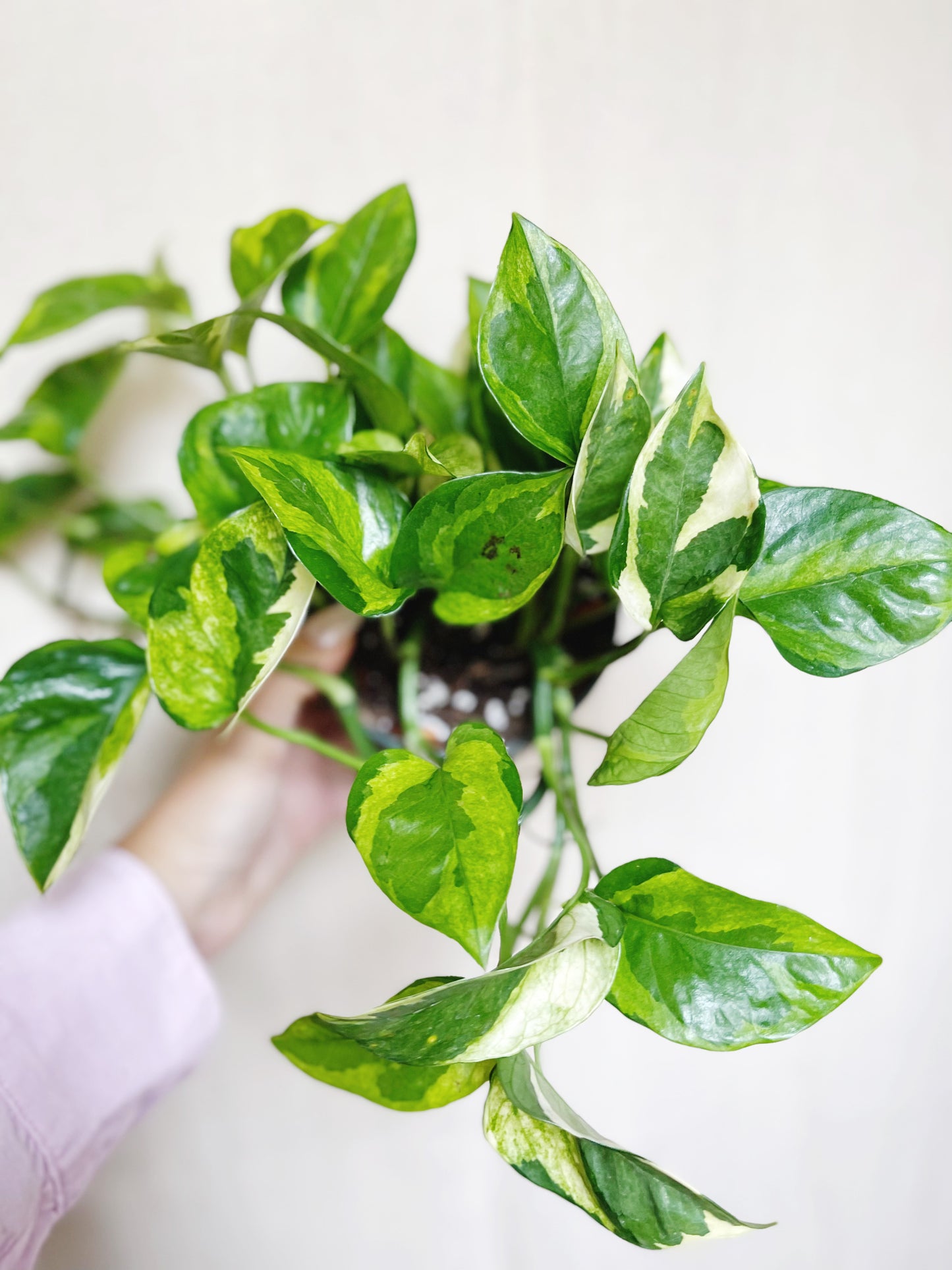 Lizard Queen Pothos 4" Pot