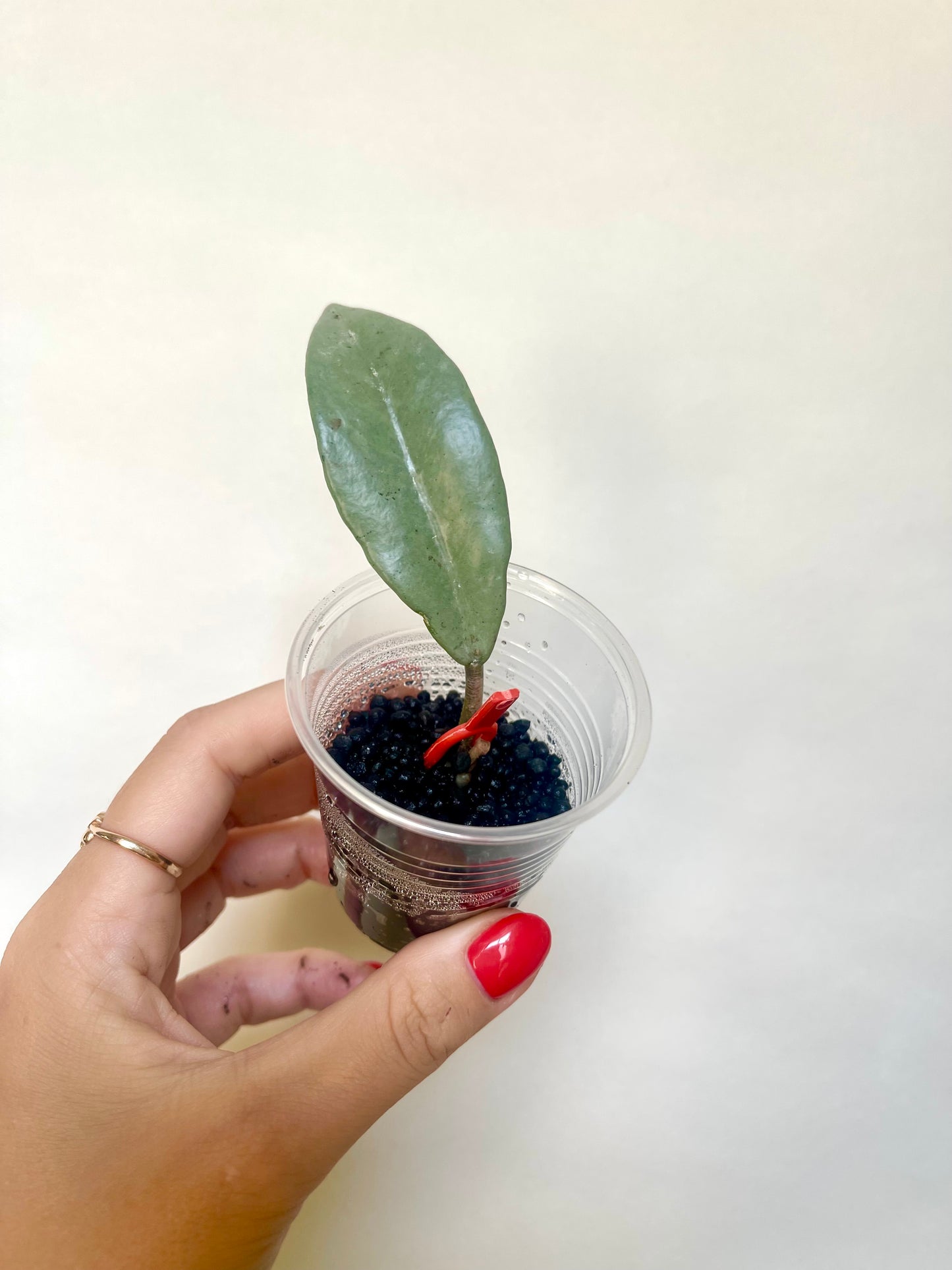 Rare Wilbur Graves Silver Hoya Cutting Collector's Plant