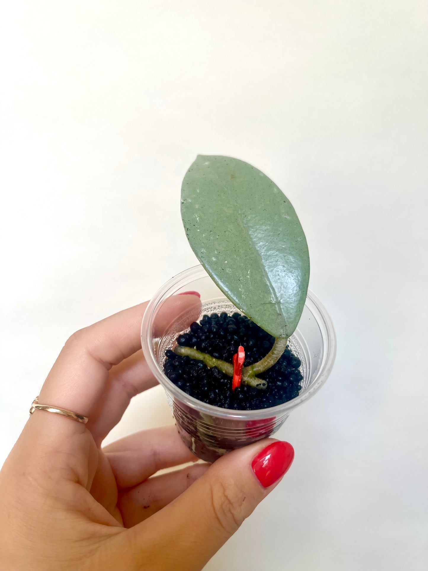 Rare Wilbur Graves Silver Hoya Cutting Collector's Plant