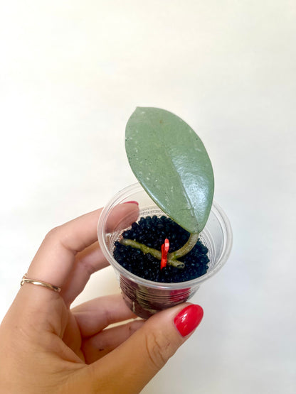 Rare Wilbur Graves Silver Hoya Cutting Collector's Plant