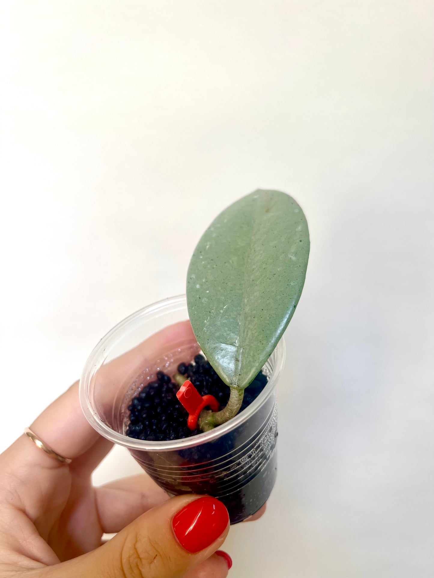 Rare Wilbur Graves Silver Hoya Cutting Collector's Plant