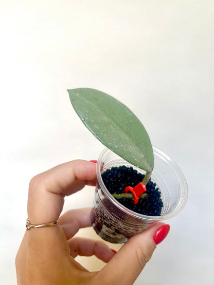 Rare Wilbur Graves Silver Hoya Cutting Collector's Plant