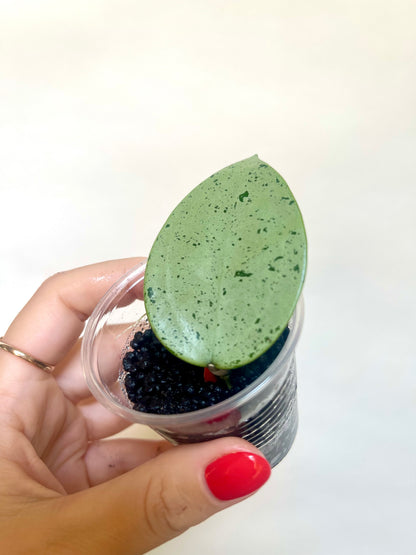 Rare Silver Heart Hoya Cutting Collector's Verticillata