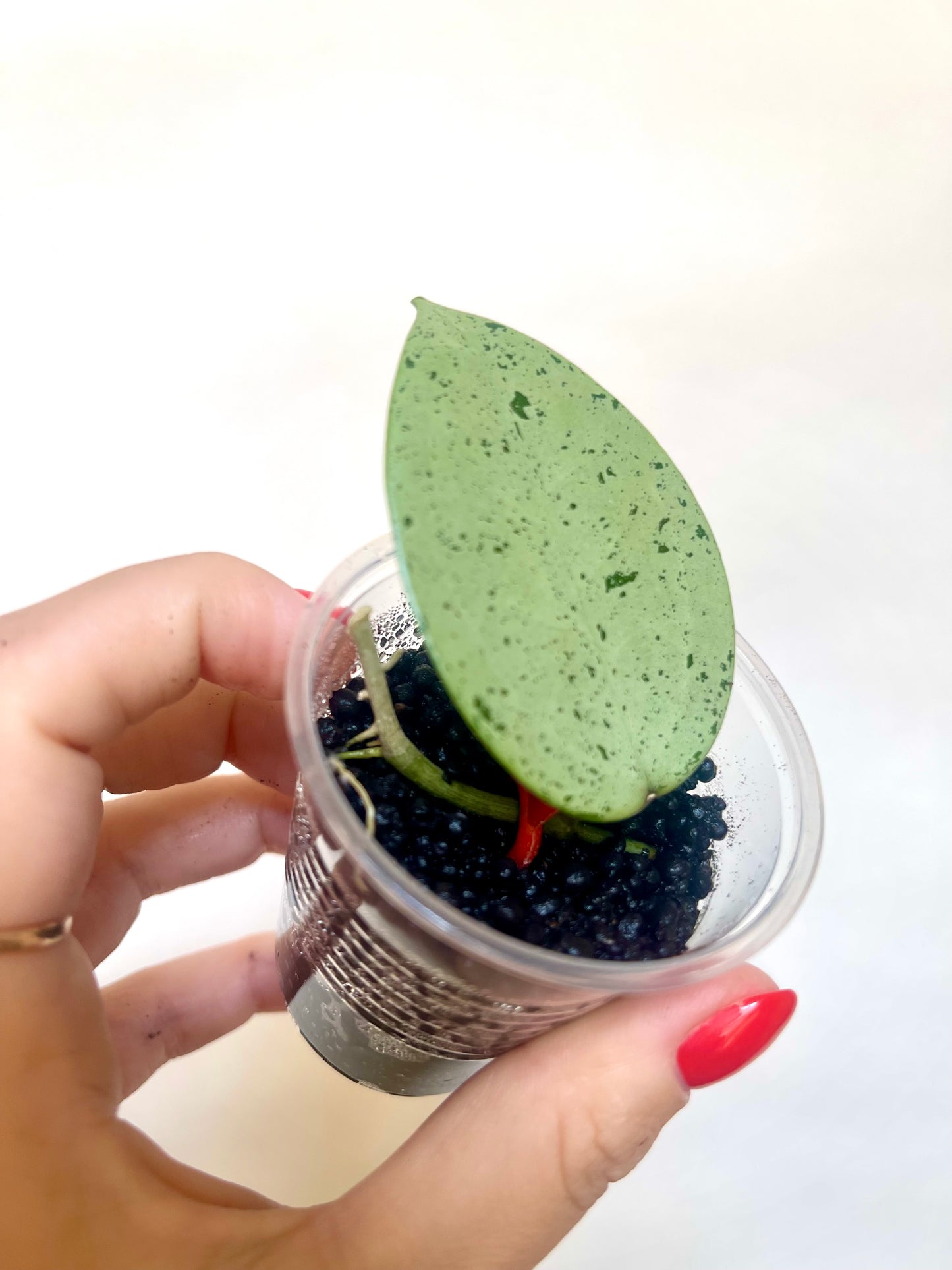 Rare Silver Heart Hoya Cutting Collector's Verticillata