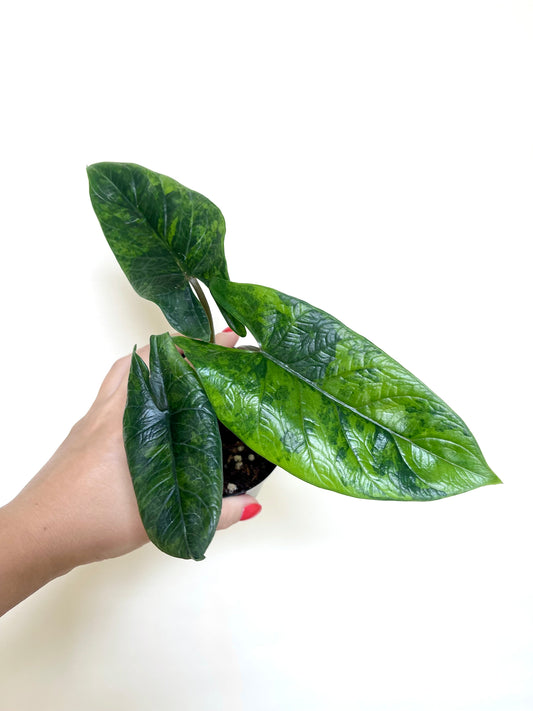 Alocasia Scalprum Variegated 4" Pot
