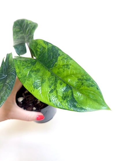 Alocasia Scalprum Variegated 4" Pot