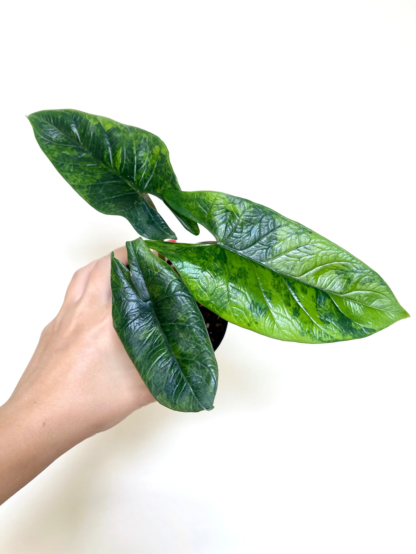 Alocasia Scalprum Variegated 4" Pot