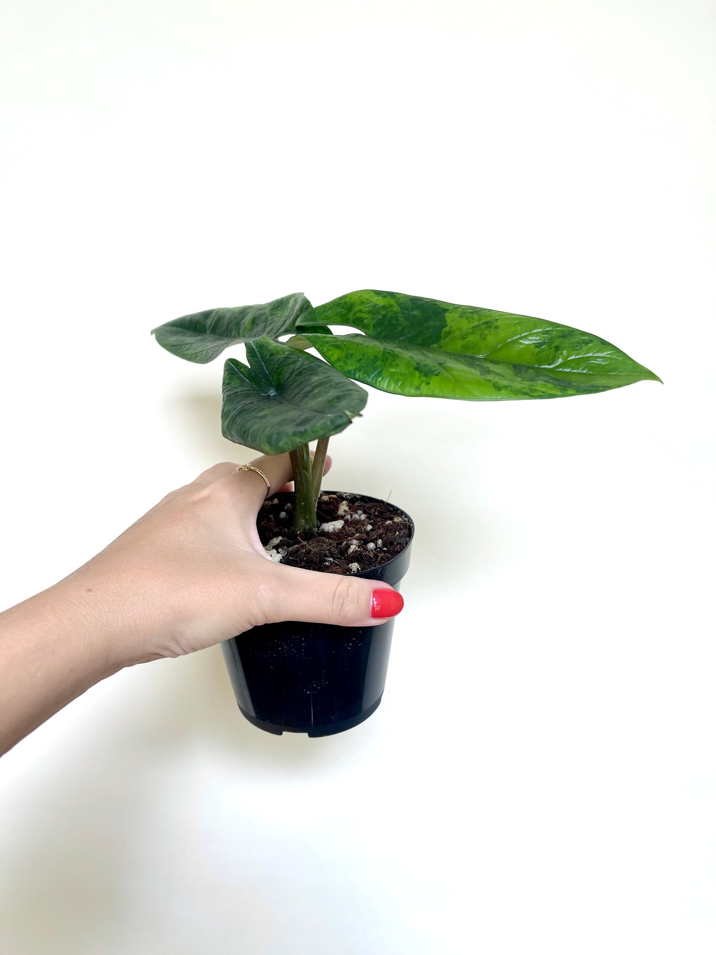 Alocasia Scalprum Variegated 4" Pot