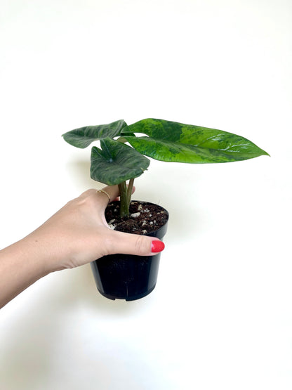 Alocasia Scalprum Variegated 4" Pot