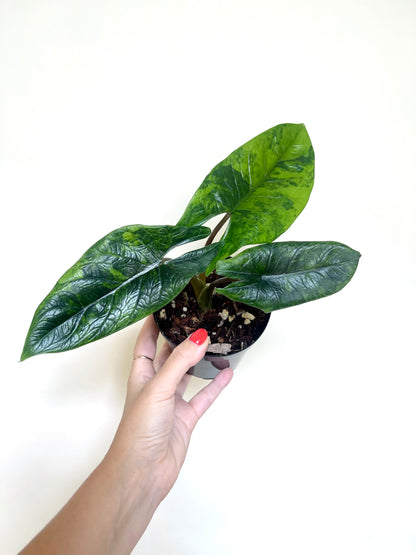 Alocasia Scalprum Variegated 4" Pot