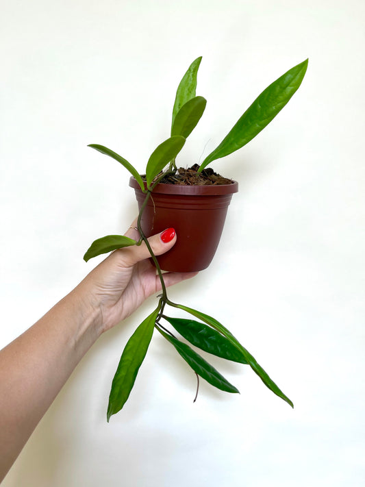 Hoya Sulawesiana 4" Basket