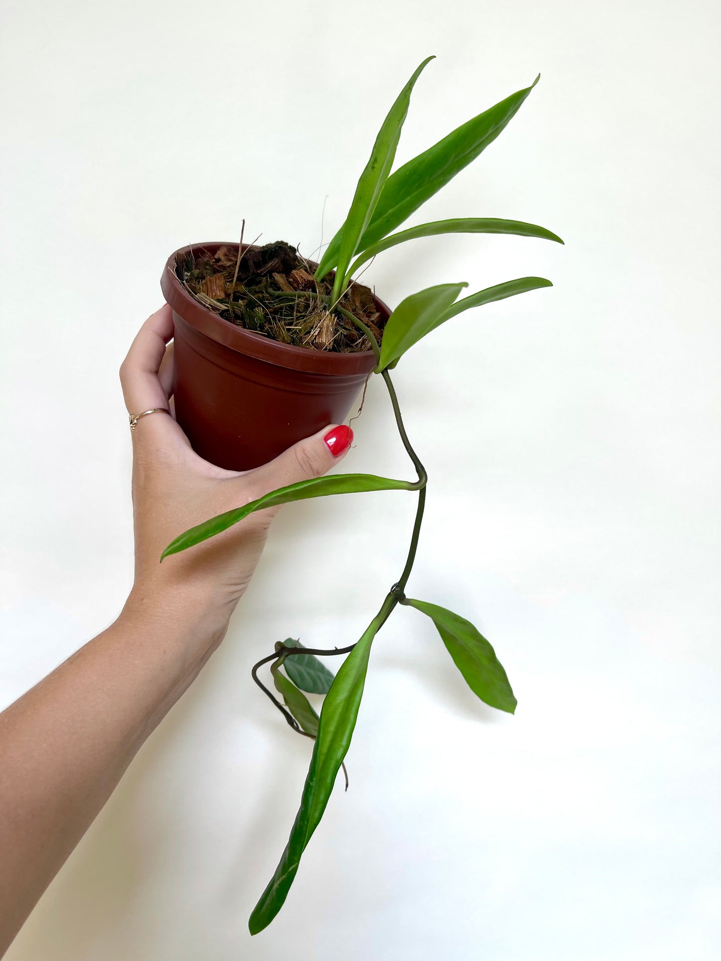 Hoya Sulawesiana 4" Basket