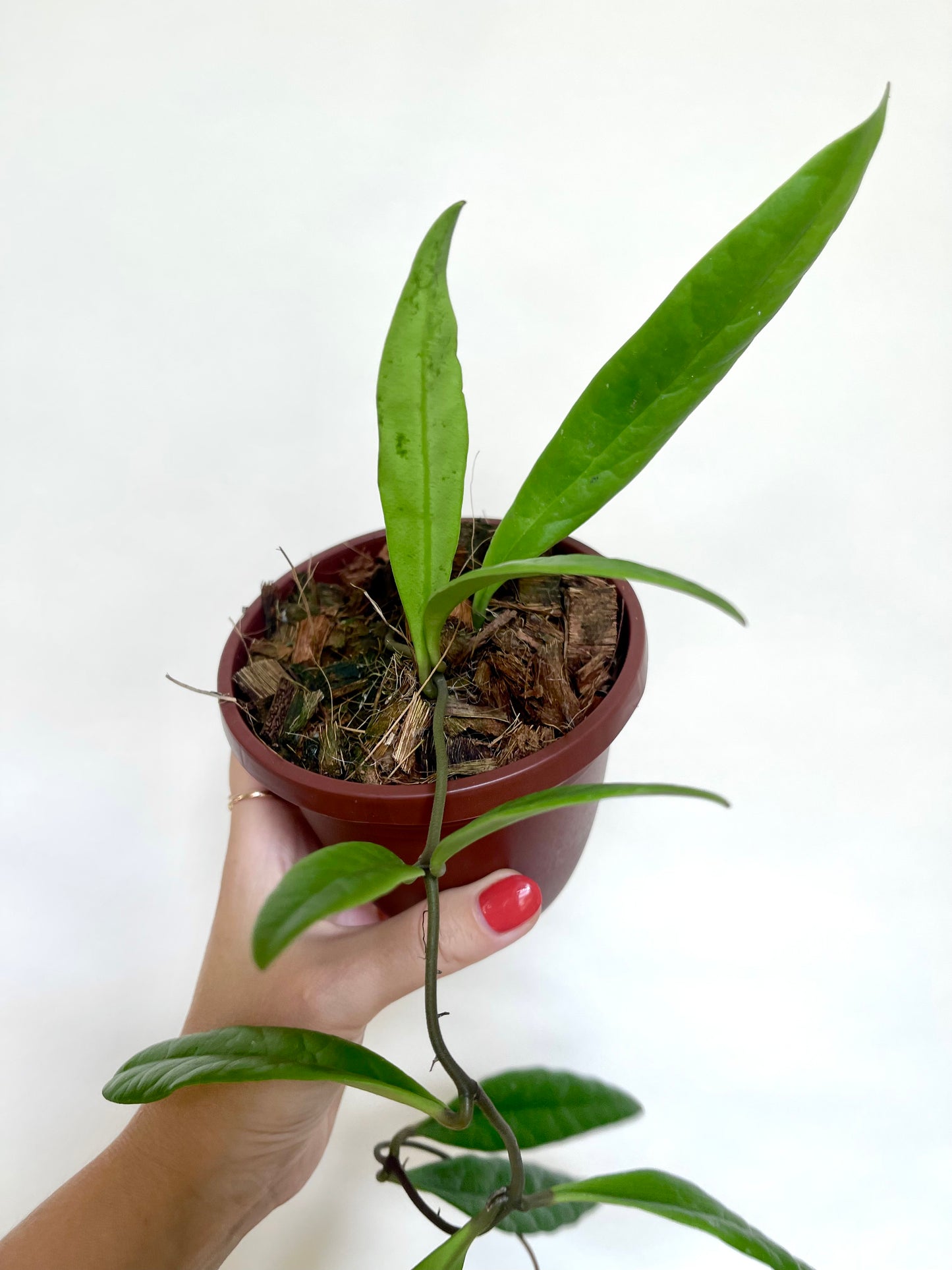 Hoya Sulawesiana 4" Basket