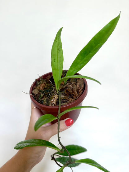 Hoya Sulawesiana 4" Basket