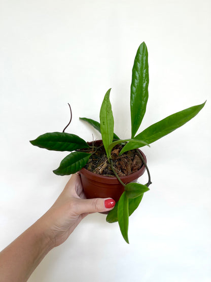 Hoya Sulawesiana 4" Basket