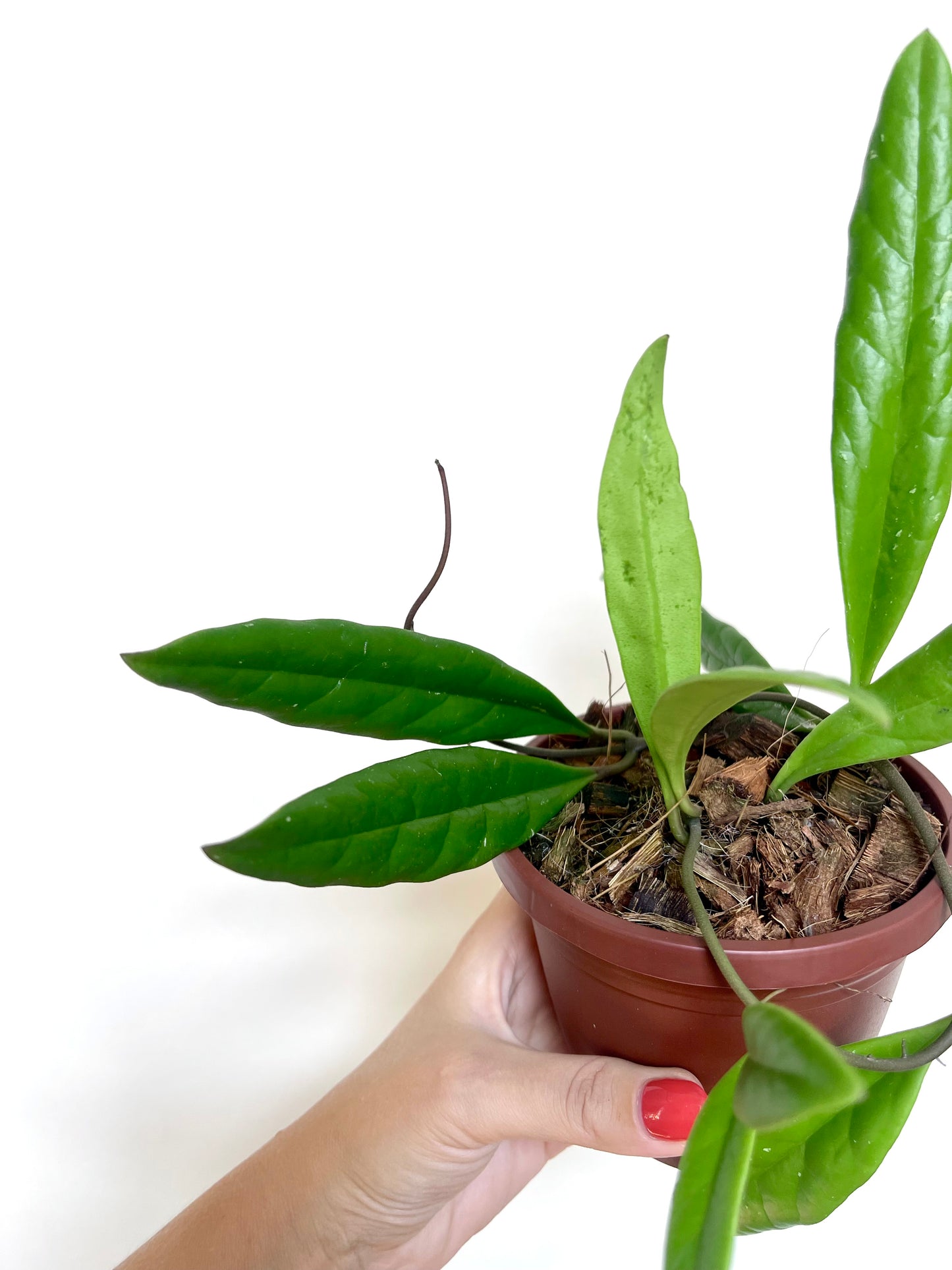 Hoya Sulawesiana 4" Basket