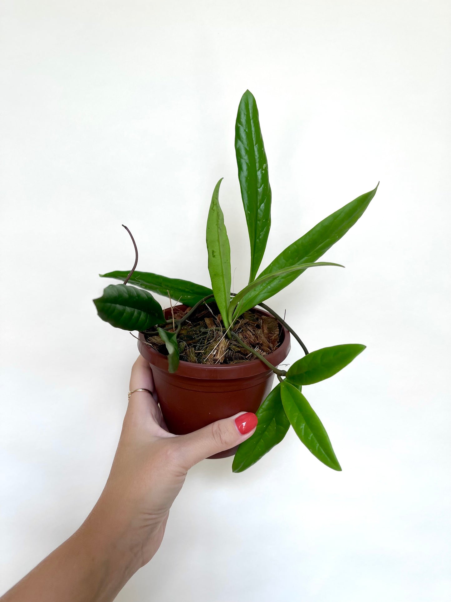 Hoya Sulawesiana 4" Basket