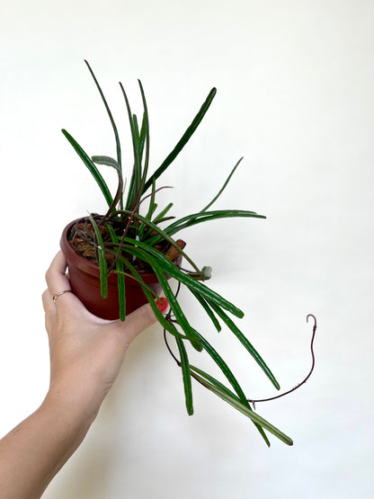 Hoya Insularis 4” Pot Rare Plant
