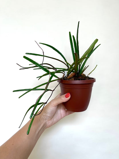 Hoya Insularis 4” Pot Rare Plant