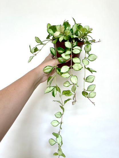 Hoya Heuschkeliana Variegated 4” Pot Live Plant