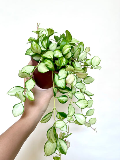 Hoya Heuschkeliana Variegated 4” Pot Live Plant