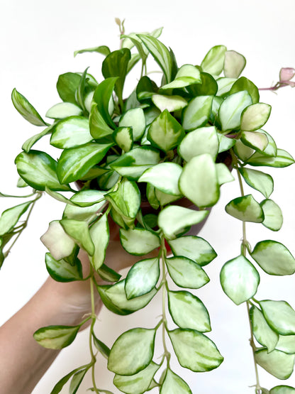 Hoya Heuschkeliana Variegated 4” Pot Live Plant