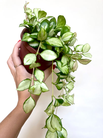 Hoya Heuschkeliana Variegated 4” Pot Live Plant