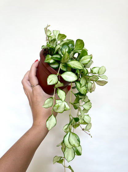 Hoya Heuschkeliana Variegated 4” Pot Live Plant