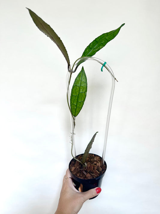 Hoya Clemensorium 4” Pot Live Plant