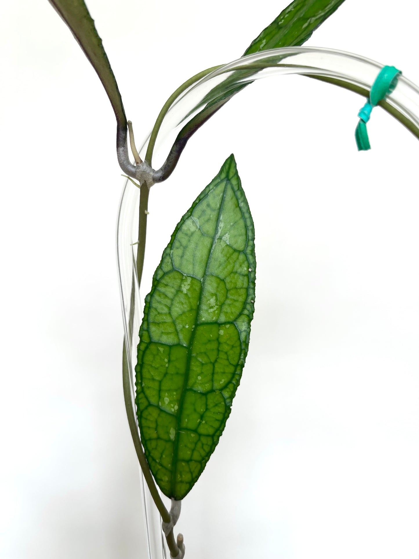 Hoya Clemensorium 4” Pot Live Plant