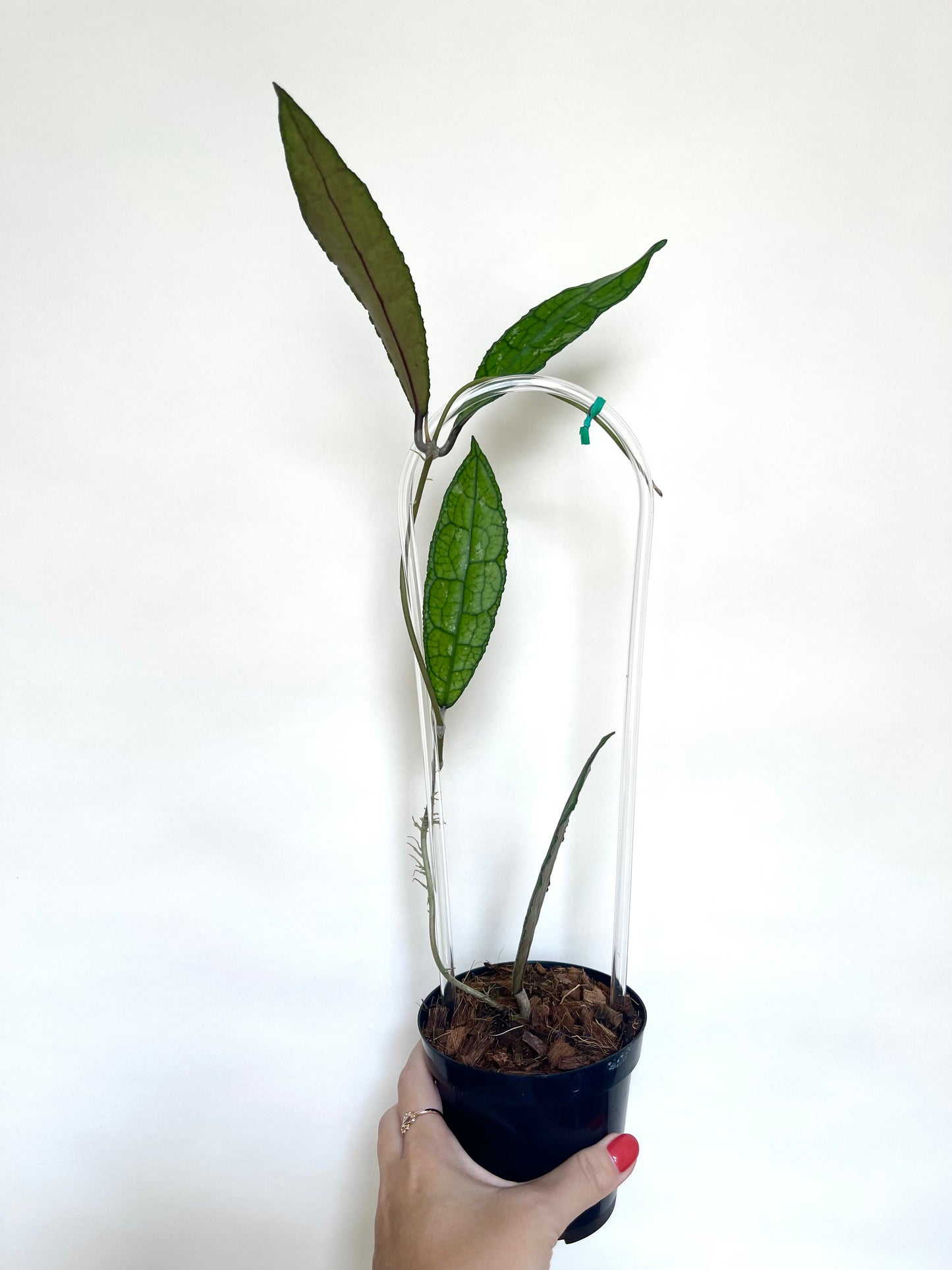Hoya Clemensorium 4” Pot Live Plant