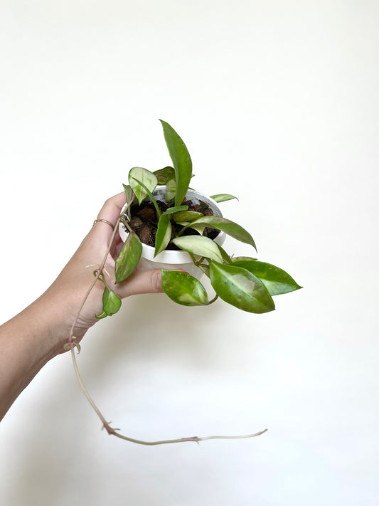 Hoya Walliniana Variegated 3" Basket