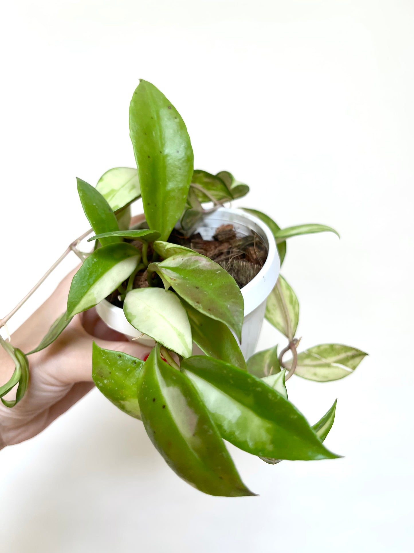 Hoya Walliniana Variegated 3" Basket