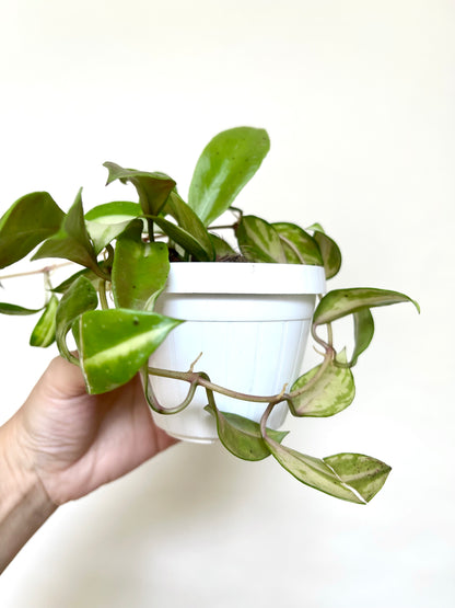 Hoya Walliniana Variegated 3" Basket