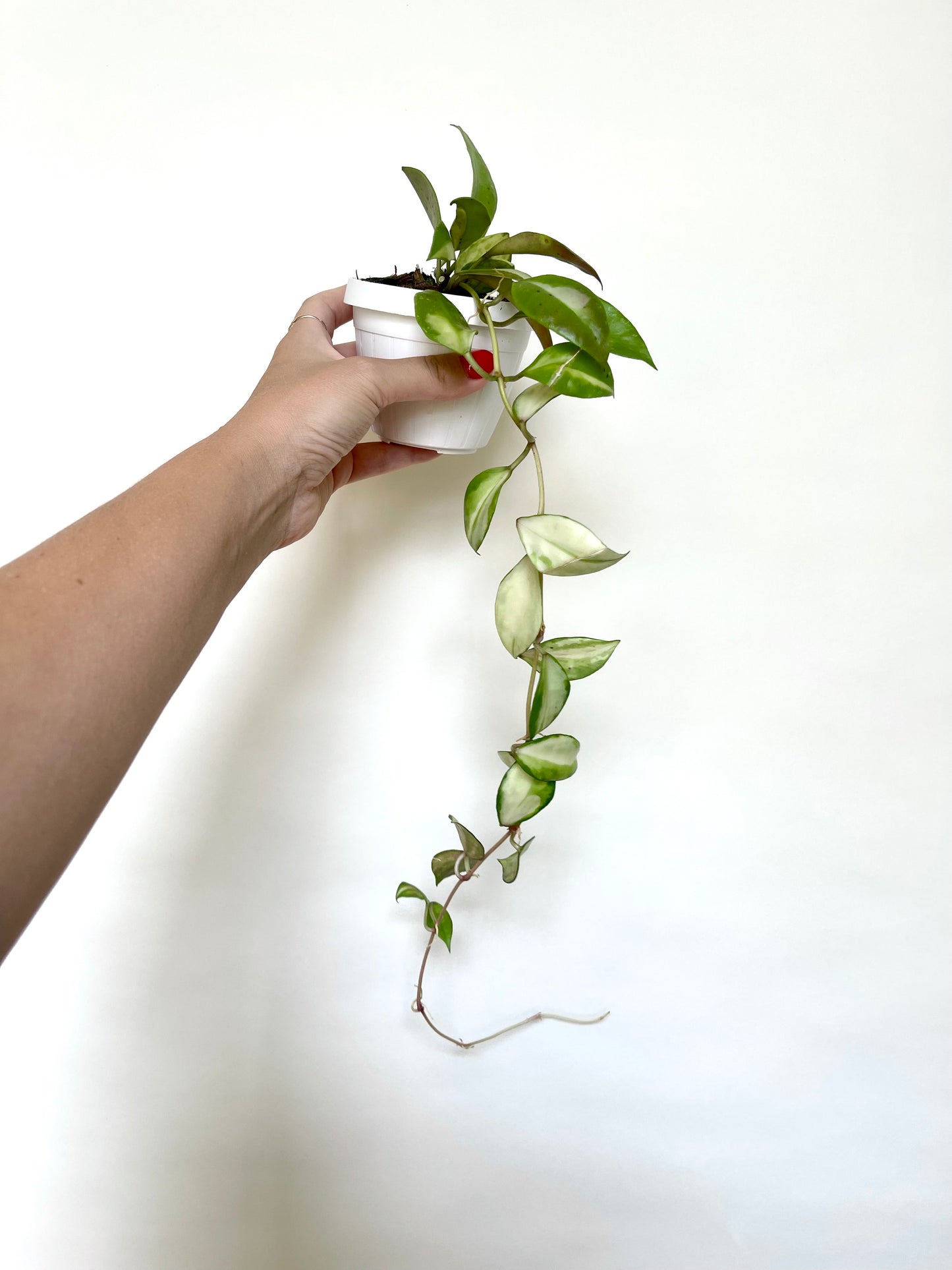 Hoya Walliniana Variegated 3" Basket