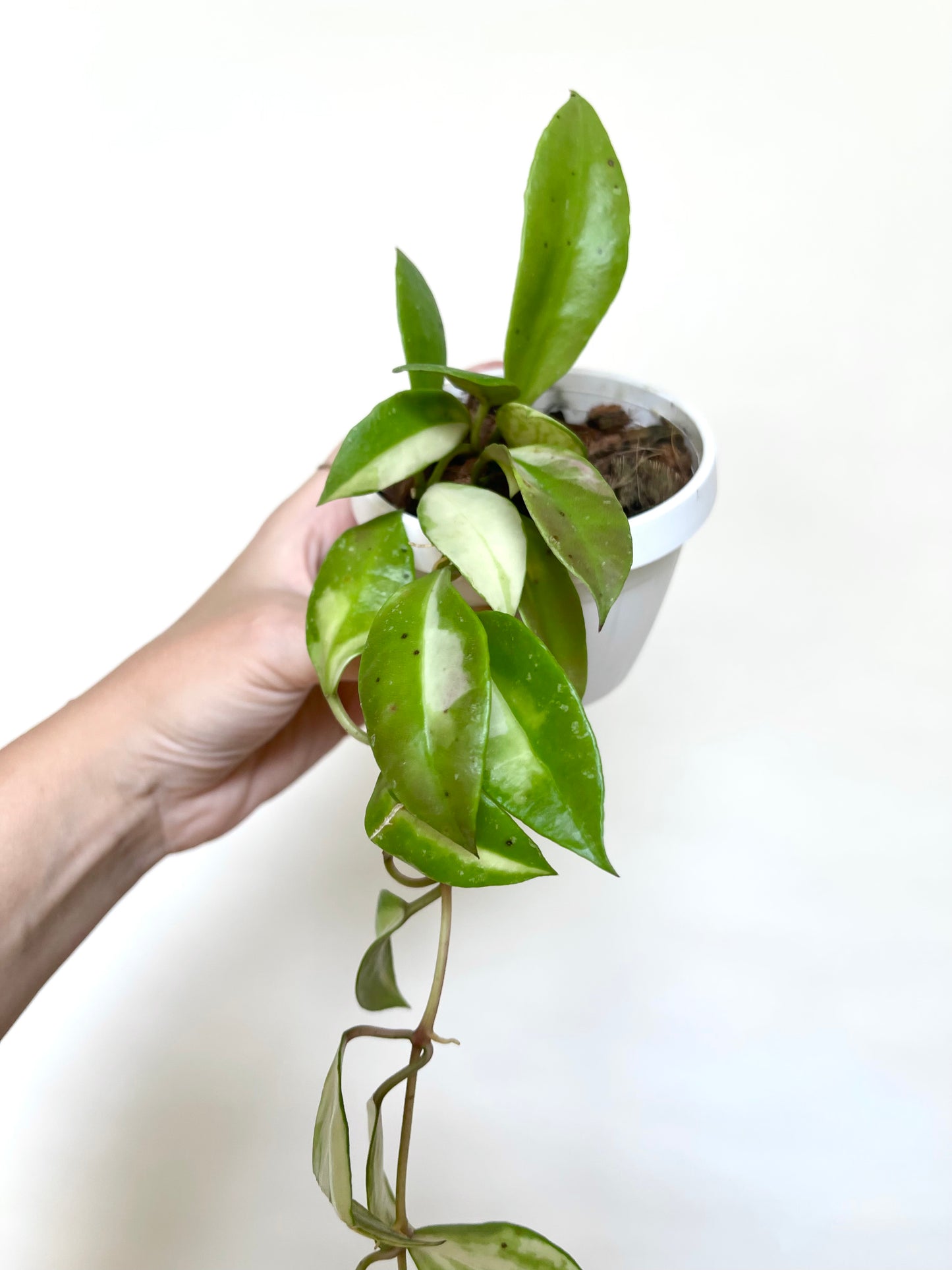 Hoya Walliniana Variegated 3" Basket