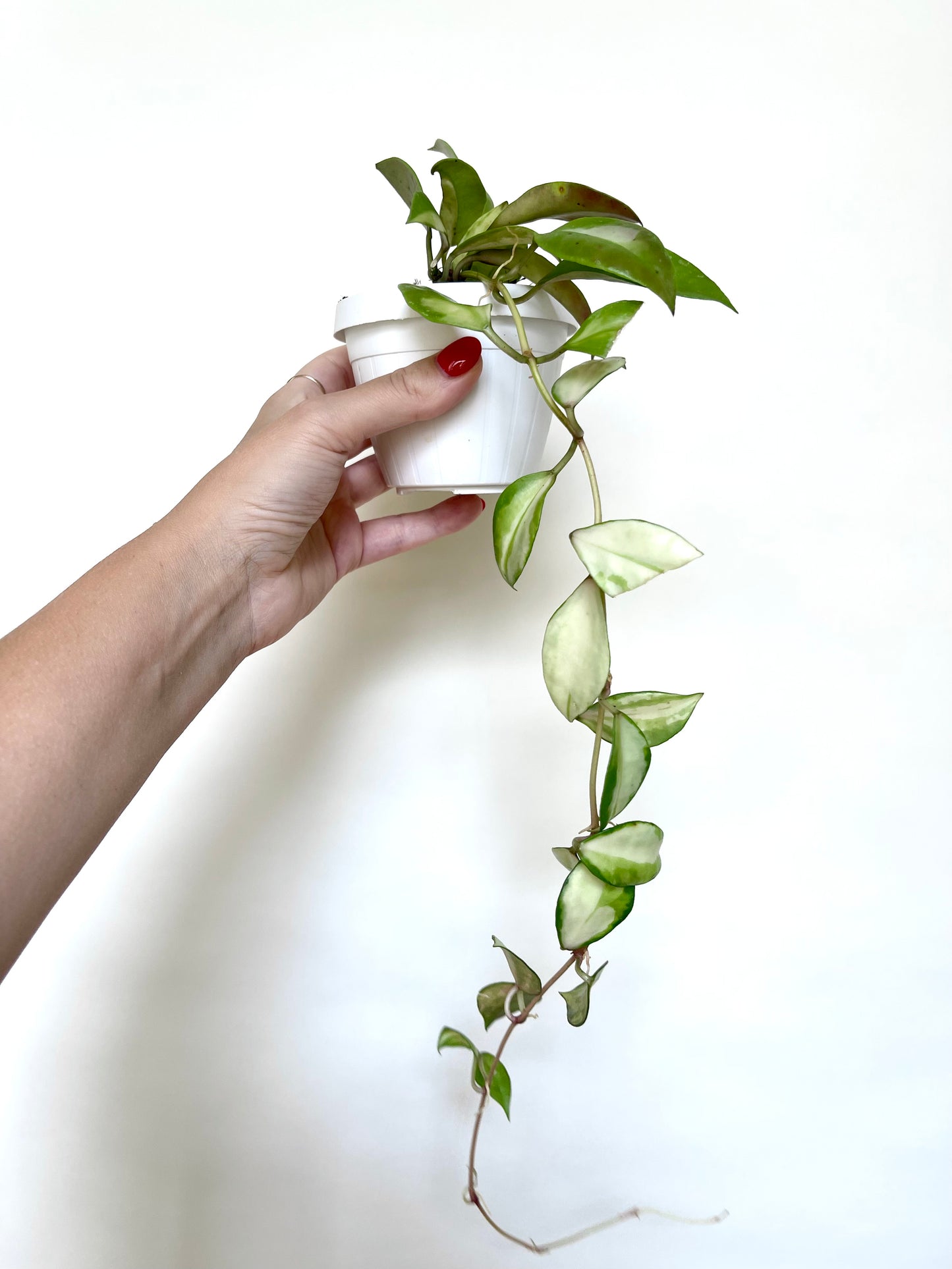 Hoya Walliniana Variegated 3" Basket