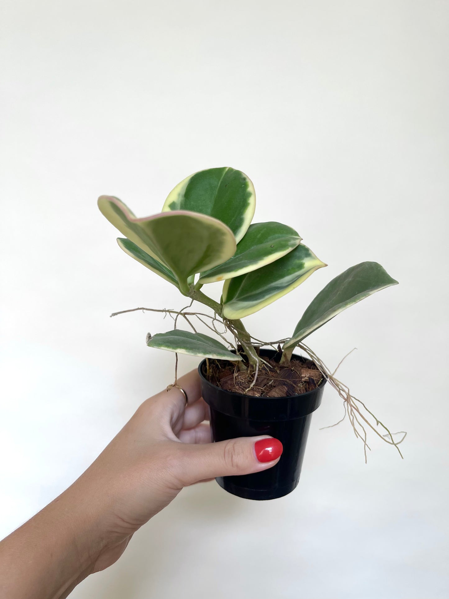 Hoya Pachylada Albo Variegated 4" Pot