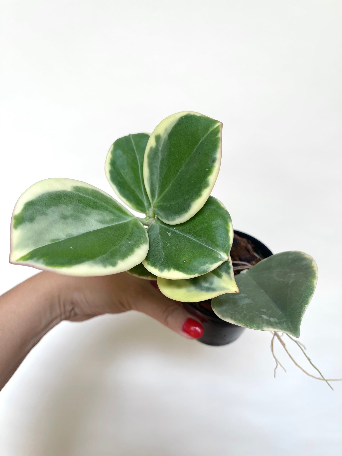 Hoya Pachylada Albo Variegated 4" Pot