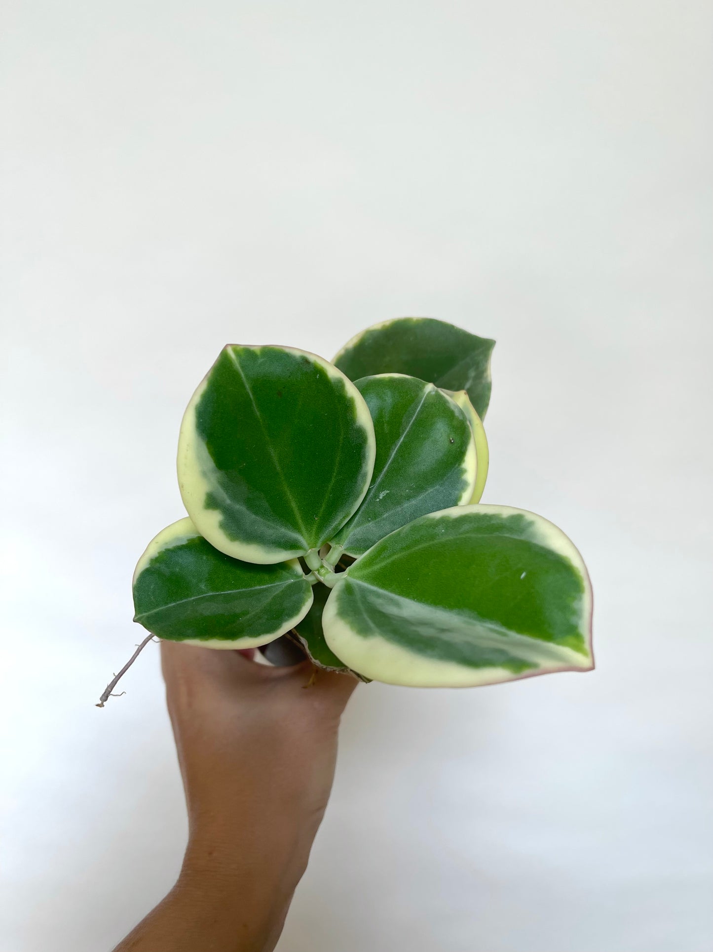 Hoya Pachylada Albo Variegated 4" Pot
