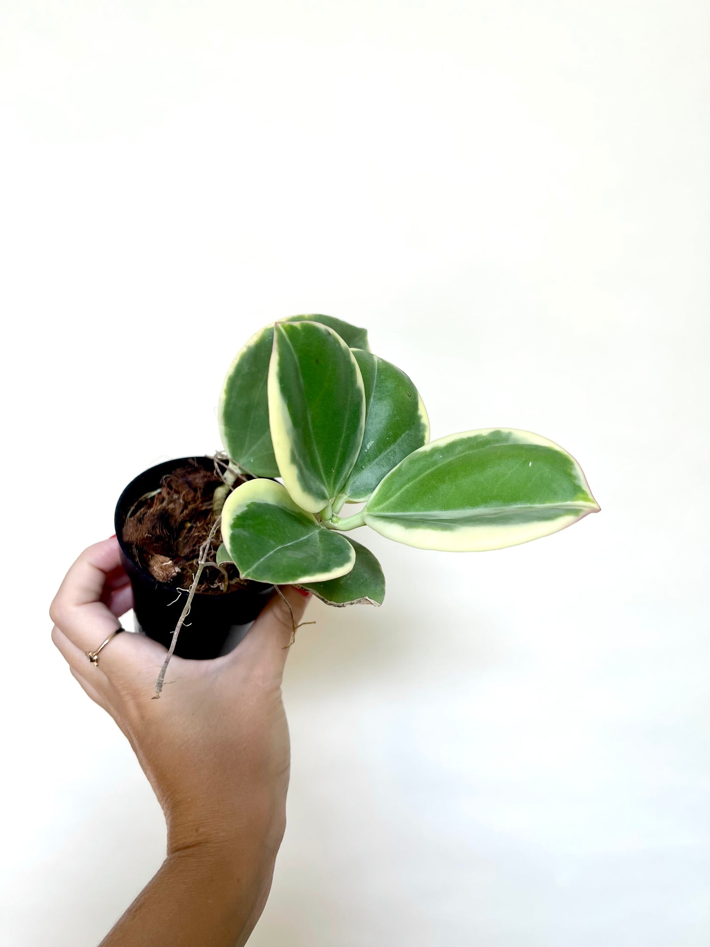 Hoya Pachylada Albo Variegated 4" Pot