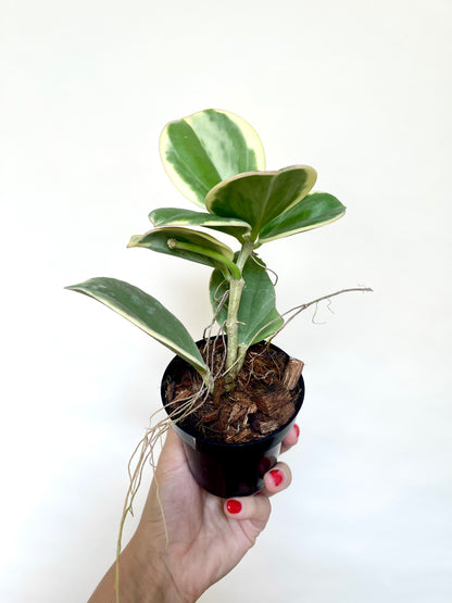 Hoya Pachylada Albo Variegated 4" Pot