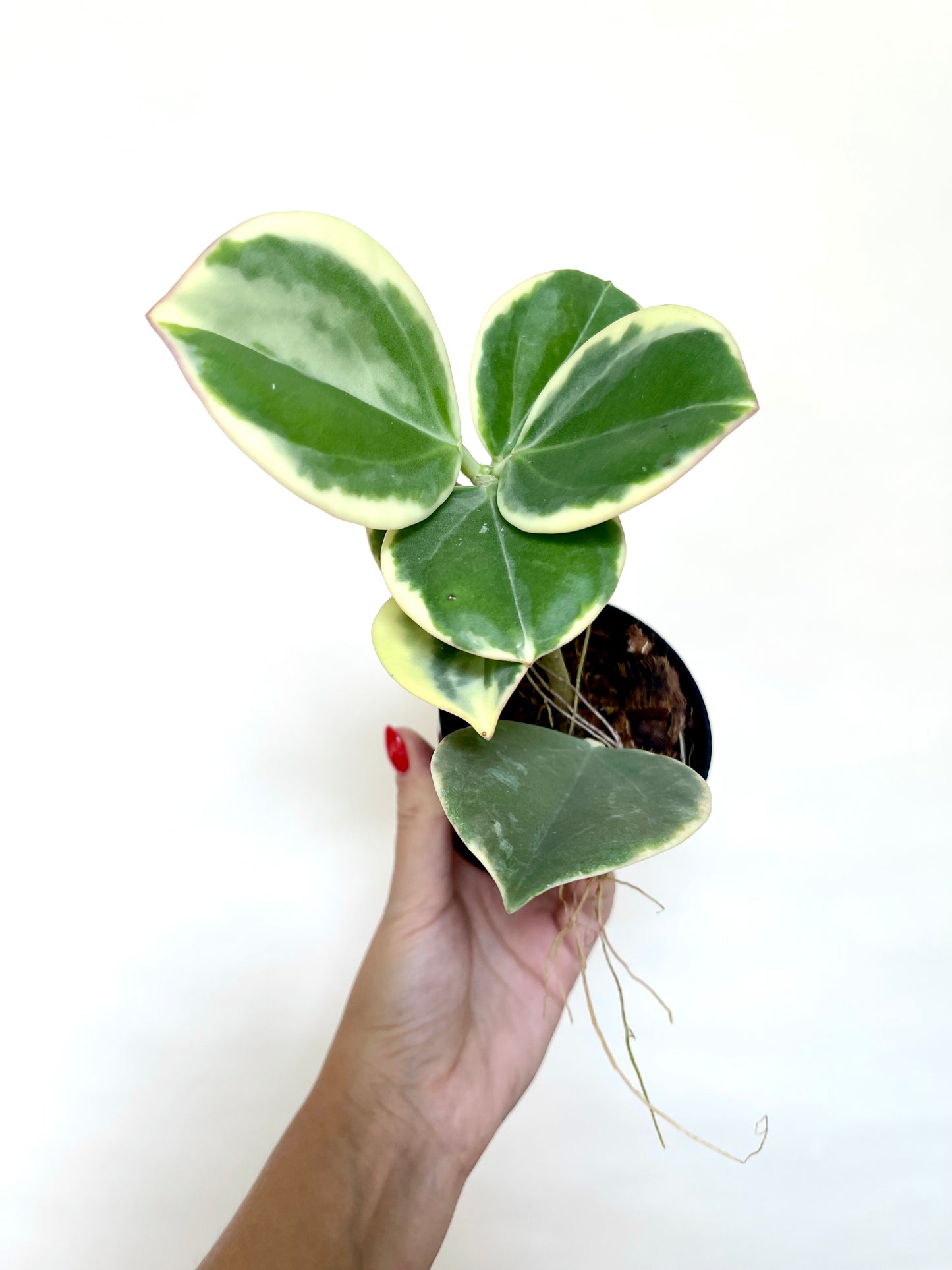 Hoya Pachylada Albo Variegated 4" Pot