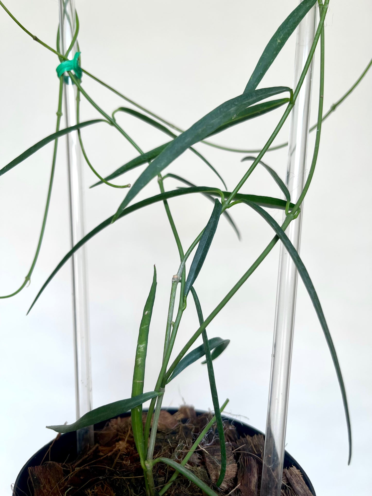 Hoya Stenophylla 4" Pot with Trellis